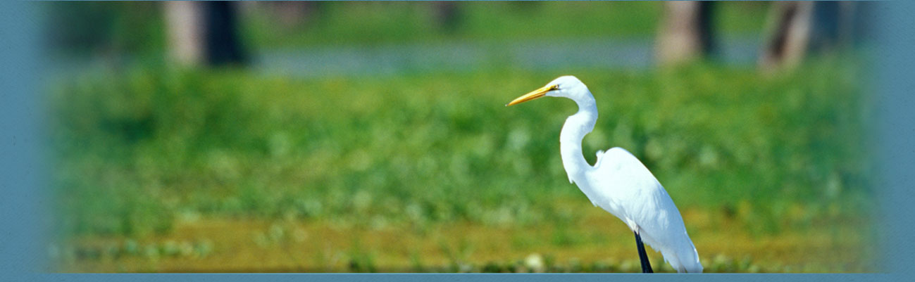 Subheader image