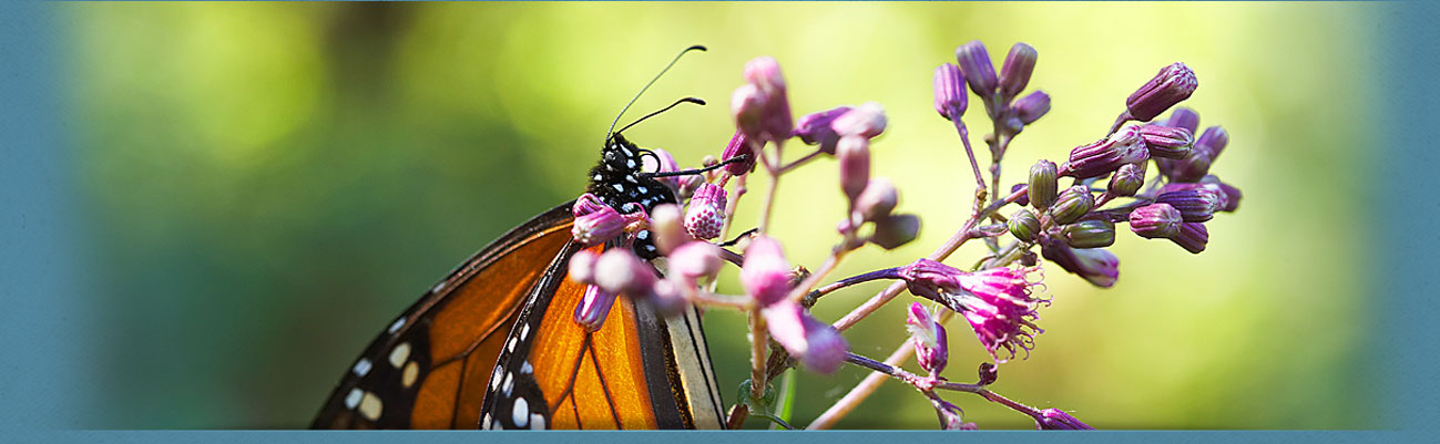 Subheader image