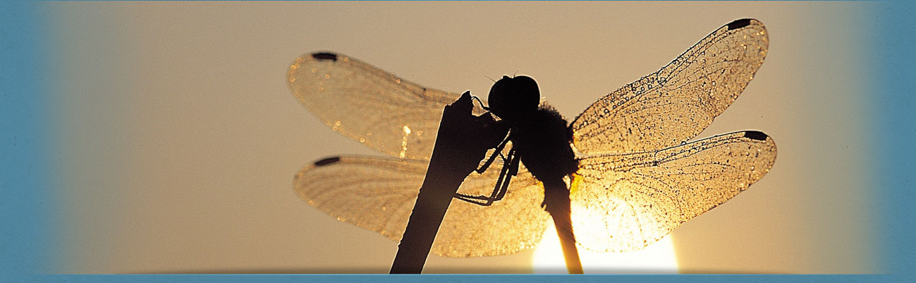 Subheader image